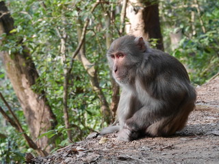 Long tailed macaques cud portrait, Shot in Hong Kong, China, hike to Lion Rock in Lion Rock country park