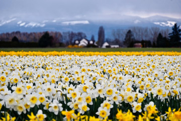 White daffodil fields and snowcapped mountains at the background. Seattle. La Conner. Washington....