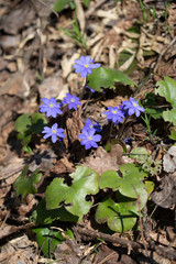 Spring flowers forest and blue
