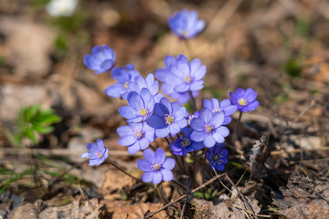 Spring flowers forest and blue