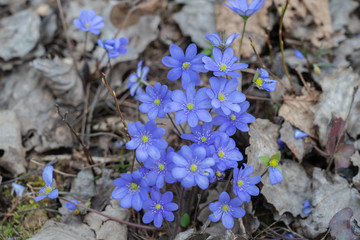 Spring flowers forest and blue
