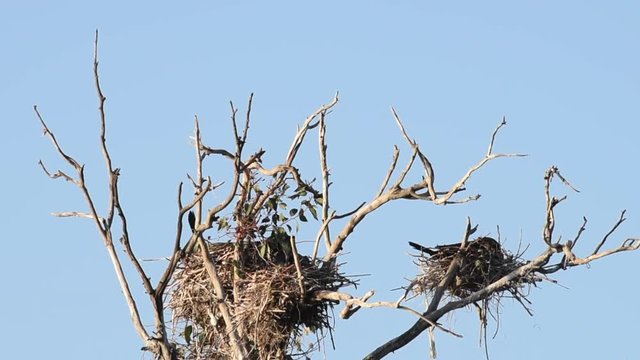 HD Video of double crested cormorants nesting in the top of leaf barren tree. Once threatened by the use of DDT, the numbers of this bird have increased markedly in recent years.
