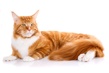 Mainecoon thoroughbred cat on a white background