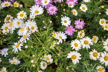 Top view of colorful small daisy flowers