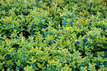Top view of green and gold color Euonymus fortune