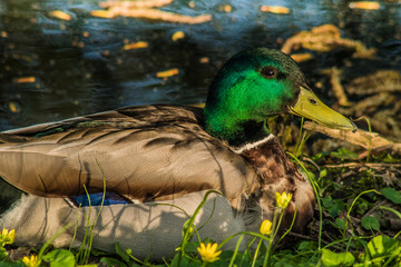 dzika kaczka pływa © Henryk Niestrój