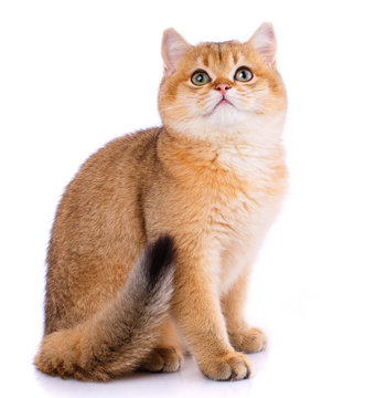 Smooth straight Scottish Cat