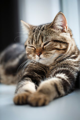 Pets, morning, comfort and rest concept - cut cat