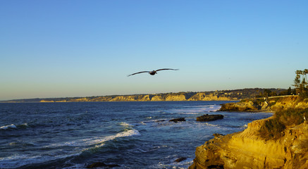 Fototapeta na wymiar Brown Pelican in La Jolla Cove, San Diego.