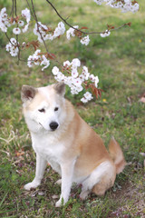 座っている犬と桜の花