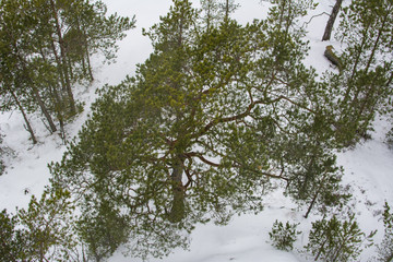 Pine tree forest, Finland