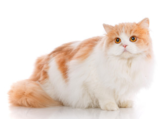 Portrait of scottish fold cat lying on light