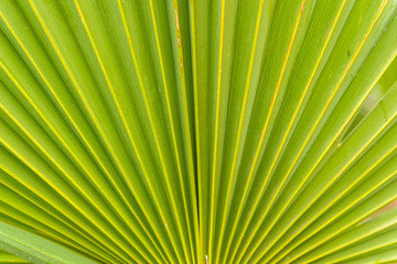 Obraz premium Close up image of green Palm Tree Leaf