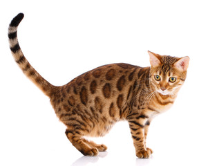 Fototapeta premium Bengal thoroughbred cat on a white background. Purebred cat.