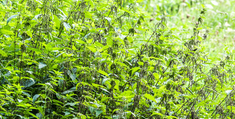 Brennnessellandschaft