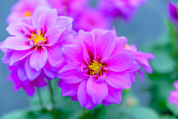 Obraz premium Top view of pink and violet flowers