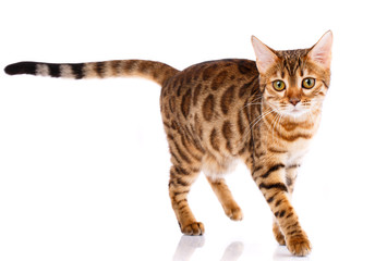 Bengal thoroughbred cat on a white background. Purebred cat.