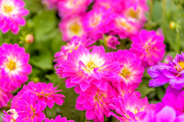 Obraz premium Top view of pink and violet flowers