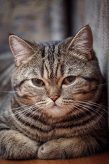 Fototapeta na wymiar Kitten portrait of Scottish cat