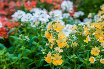 Obraz premium Top view of colorful different potted plants and seedlings