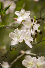 Beautiful Azaleas in spring time