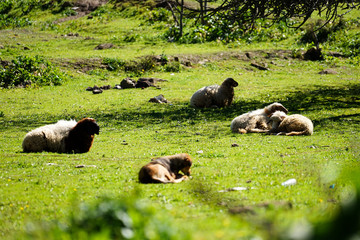 Sheeps grazing, Chefchaouen, Blue City of northwest Morocco