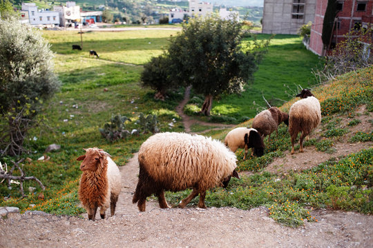 Sheeps grazing, Chefchaouen, Blue City of northwest Morocco