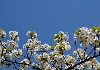青空の下、桜の花を見上げる