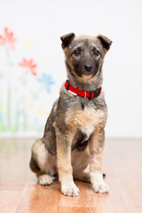 Obraz premium A little mongrel puppy in a red collar sits on the floor