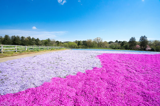 芝桜