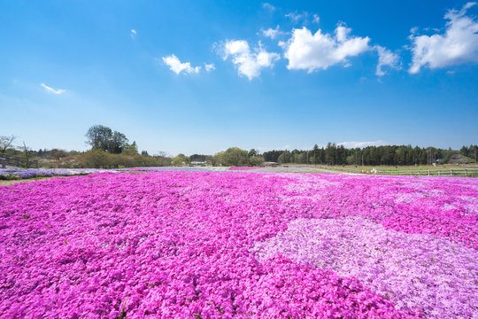 芝桜