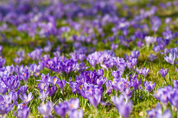 Obraz premium Colorful spring glade in Carpathian village with fields of blooming crocuses. Blooming purple flowers in the spring season.