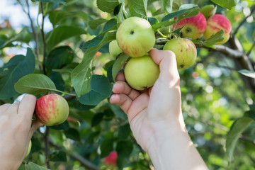 A woman hand picking a red ripe apple from the apple tree. Harvest time