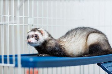 A black and white ferret lies in its cage on a platy shelf