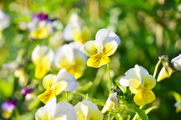 Pretty violas flowering in the home garden.