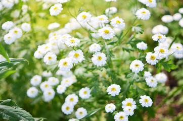 Chamomile flower background. Fresh flowers of chamomiles in the garden.
