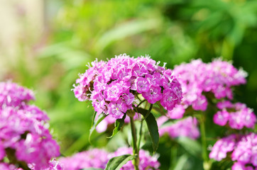 Obraz premium Turkish carnation closeup on a background of leaves