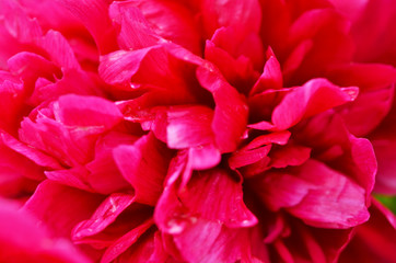 Beautiful red peony flower macro, close up.