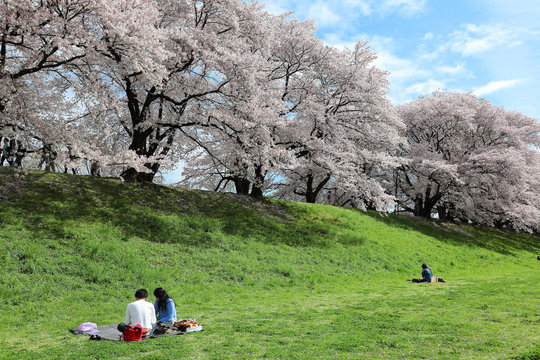A picnic under beautiful cherry blossoms (sakura namiki) on the meadows by Sewaritei river bank in Yawatashi, Kyoto ~Sakura Hanami (admiring cherry blossoms) is a traditional activity all across Japan