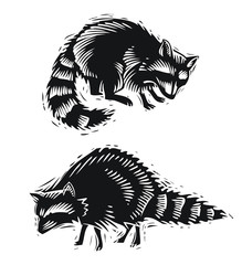 Raccoon