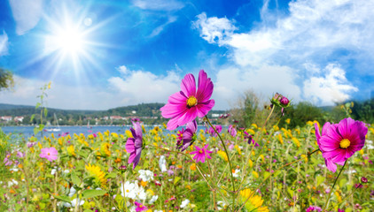 Landschaft im Sommer: Bunte Blumenwiese mit Sonnenblumen und Kosmeen am Bodensee an einem warmen,...