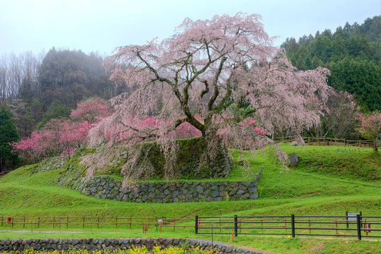 Beautiful scenery of a giant cherry tree blooming in a foggy spring garden ~ Amazing sakura blossoms of majestic Matabei-zakura, a 300-year-old cherry tree, in the rural area of Uda city, Nara, Japan