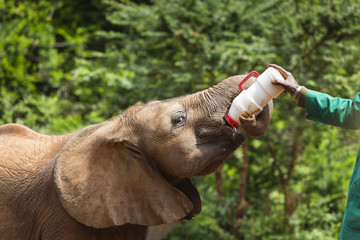 Feeding Baby Elephant in Nairobi, Kenya