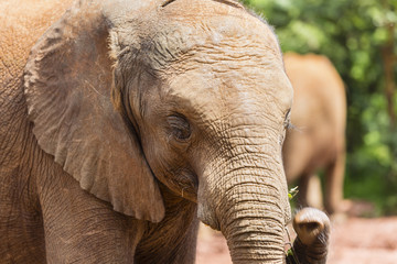 Fototapeta na wymiar Baby Elephant in Nairobi National Park, Kenya