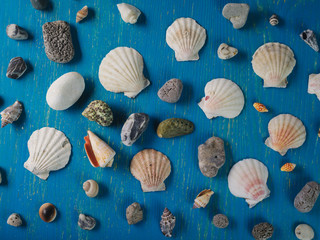 Seashells on a blue wooden background