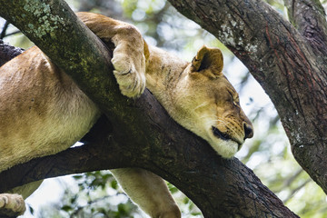 Lion in Nairobi National Park, Kenya