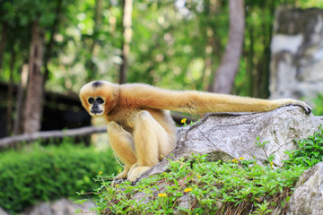 Image of female northern white-cheeked gibbon on nature background. Wild Animals.