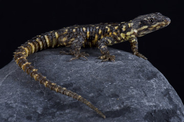 Barberton dragon lizard (Smaug warreni barbertonensis)