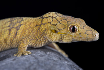 Naklejka premium Large-scaled chameleon gecko (Eurydactylodes symmetricus)