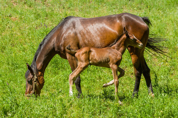 Chestnut mare with young foal grazing on a spring pasture